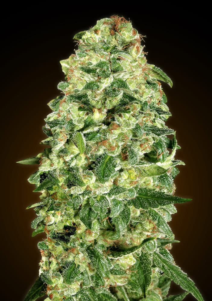 00 SEEDS - Auto California Kush (x3)