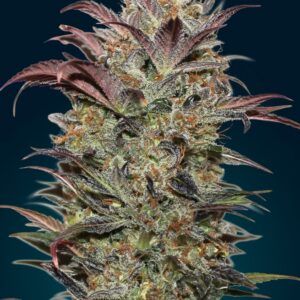 00 SEEDS - Auto Chocolate Cream (x3)