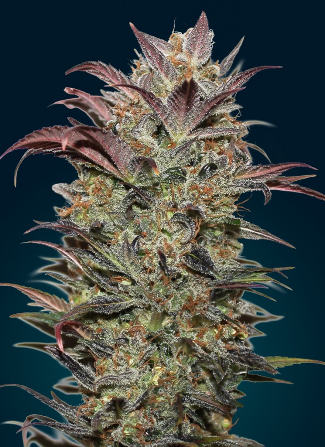 00 SEEDS - Auto Chocolate Cream (x3)