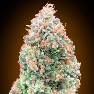00 SEEDS - Auto Chocolate Skunk XXL (x3)