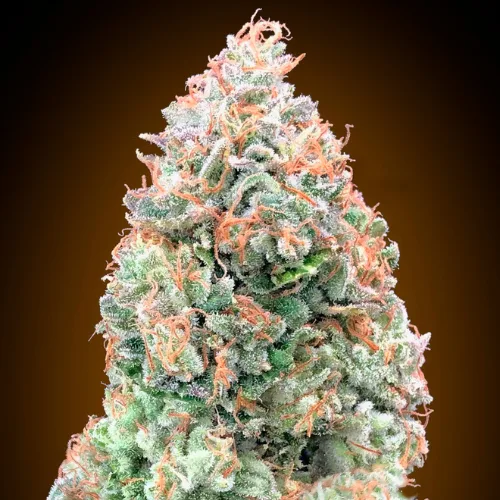 00 SEEDS - Auto Chocolate Skunk XXL (x3)
