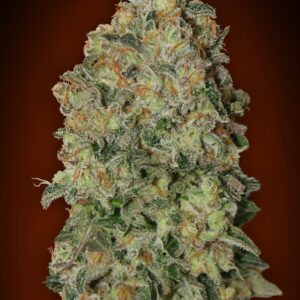 00 SEEDS - Auto Chocolate Skunk (x3)