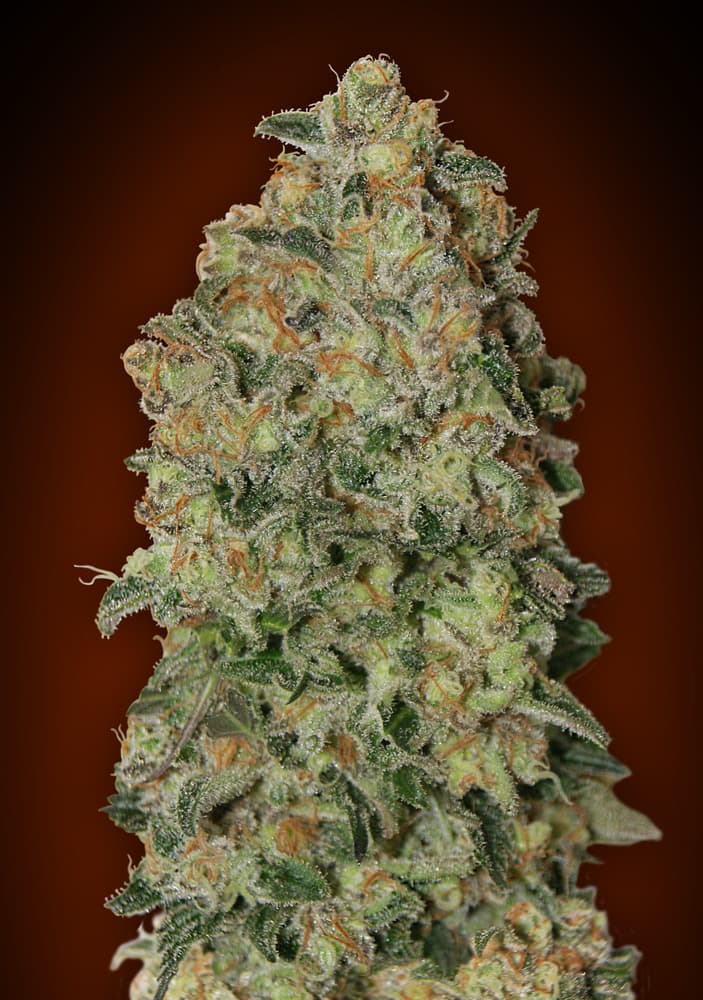 00 SEEDS - Auto Chocolate Skunk (x3)