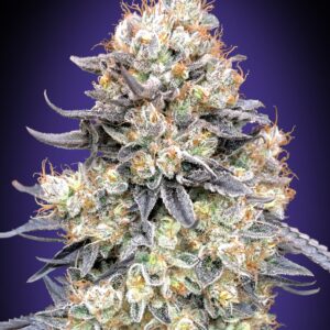 00 SEEDS - Auto Purple Punch (x3)