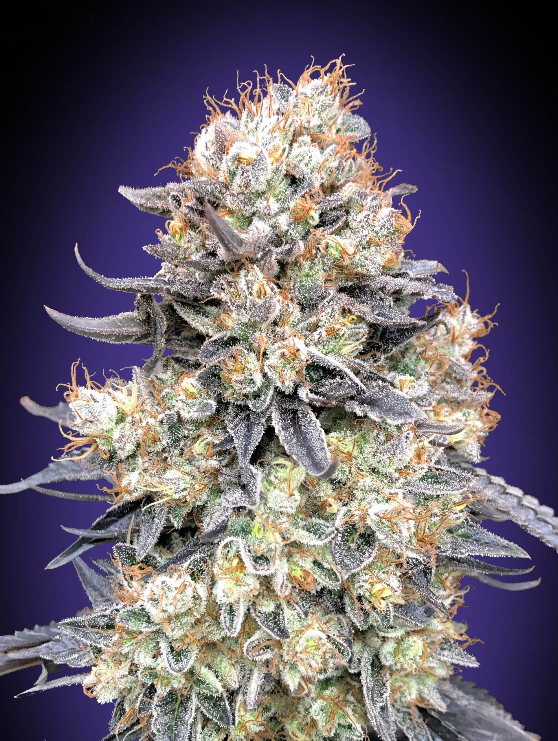 00 SEEDS - Auto Purple Punch (x3)