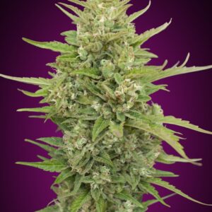 00 SEEDS - Auto Super Skunk (x3)