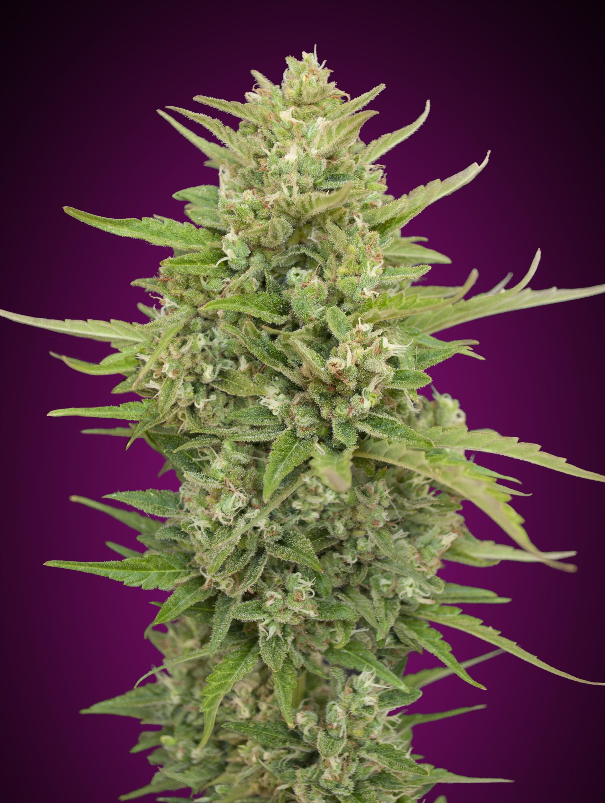 00 SEEDS - Auto Super Skunk (x3)