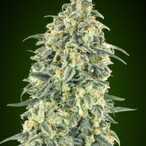 00 SEEDS - Auto White Widow XXL (x3)
