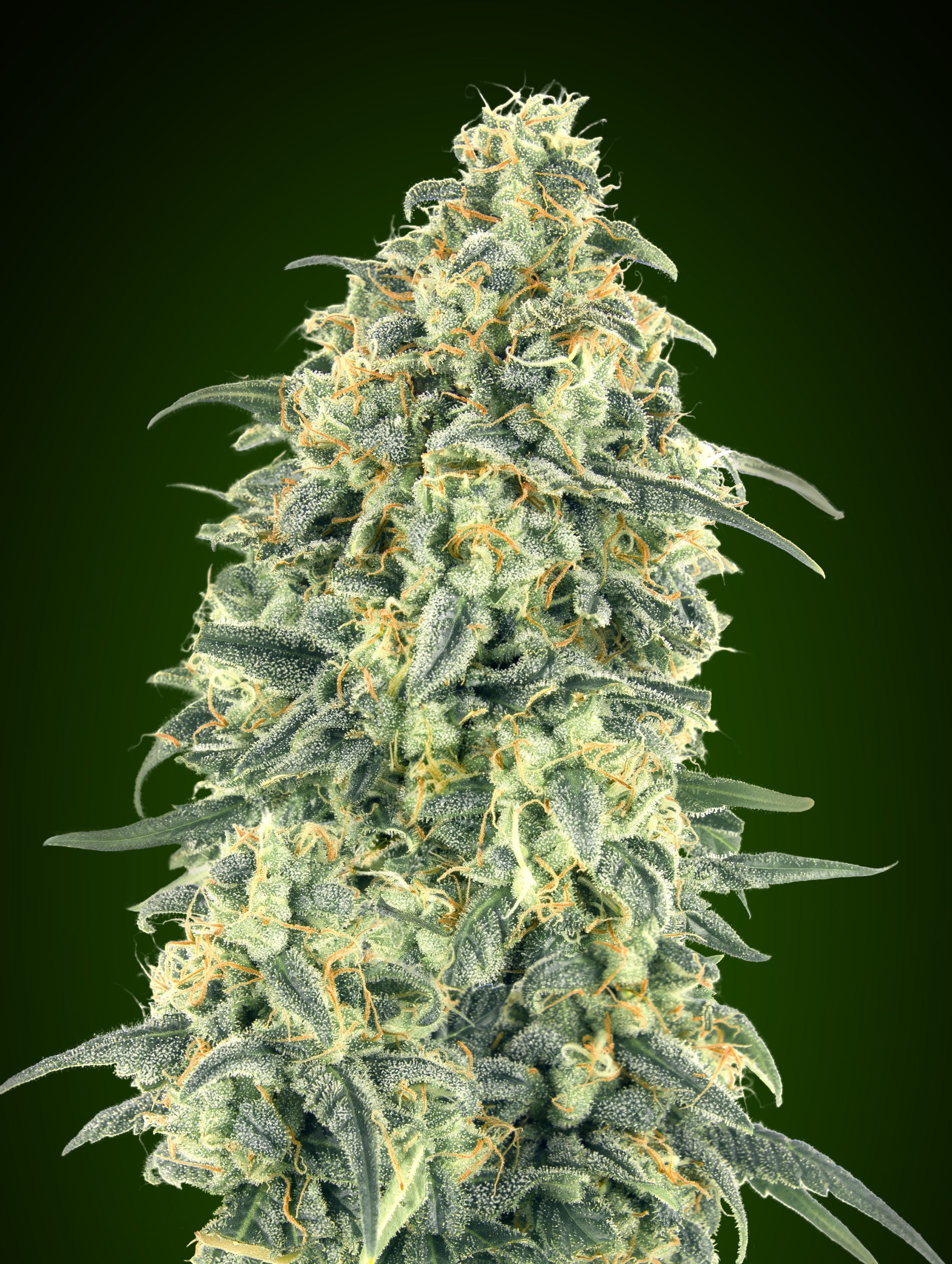 00 SEEDS - Auto White Widow XXL (x3)
