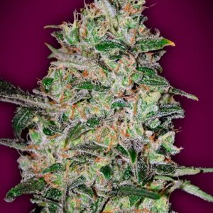 00 SEEDS - Bubble Gum Fast (x3)