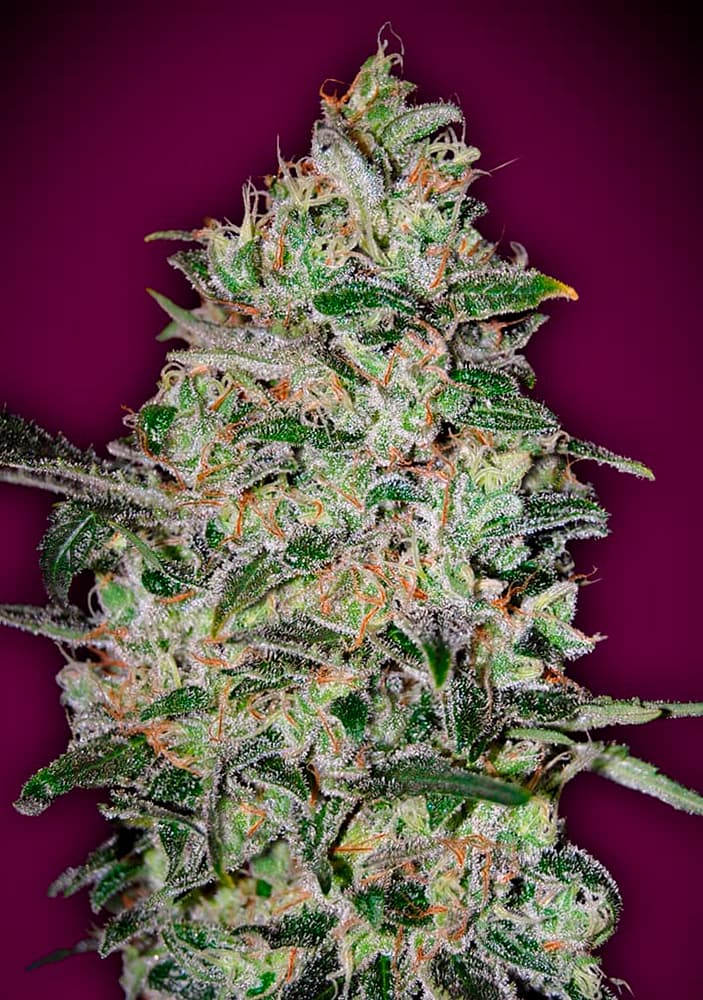 00 SEEDS - Bubble Gum Fast (x3)