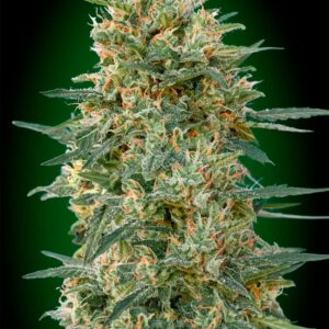 00 SEEDS - Gorilla Fast (x3)