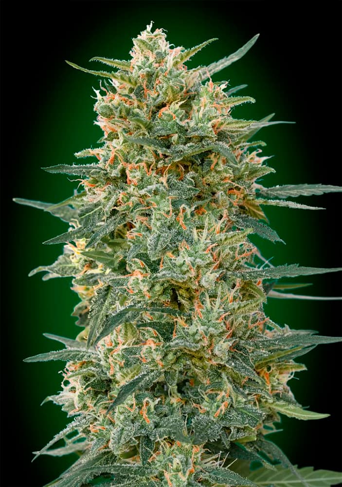 00 SEEDS - Gorilla Fast (x3)