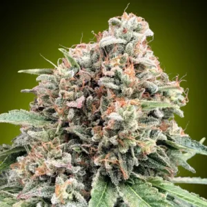 00 SEEDS - Sweet Critical 2.0 (x3)