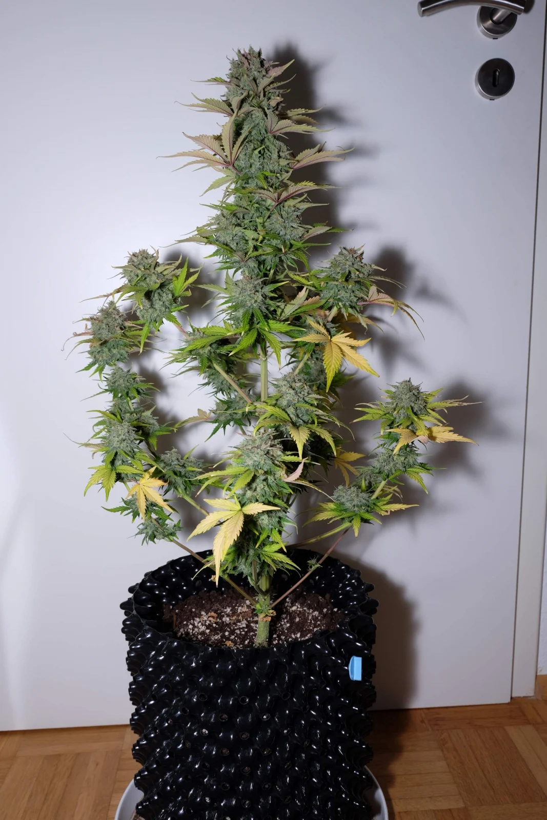 FAST BUDS - G14 Auto (x5) - Imagen 2
