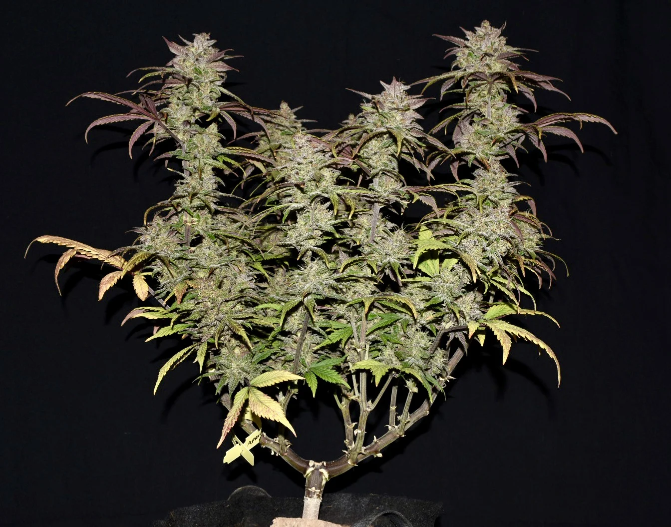 FAST BUDS - Smoothie Auto (x1) - Imagen 2