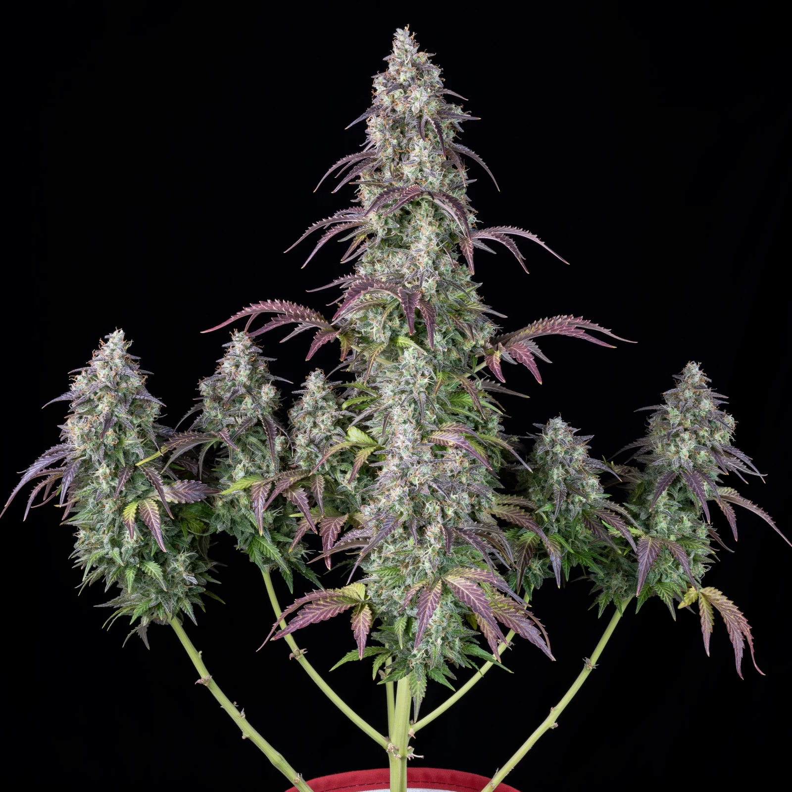 FAST BUDS - Lemon Pie Auto (x1) - Imagen 2