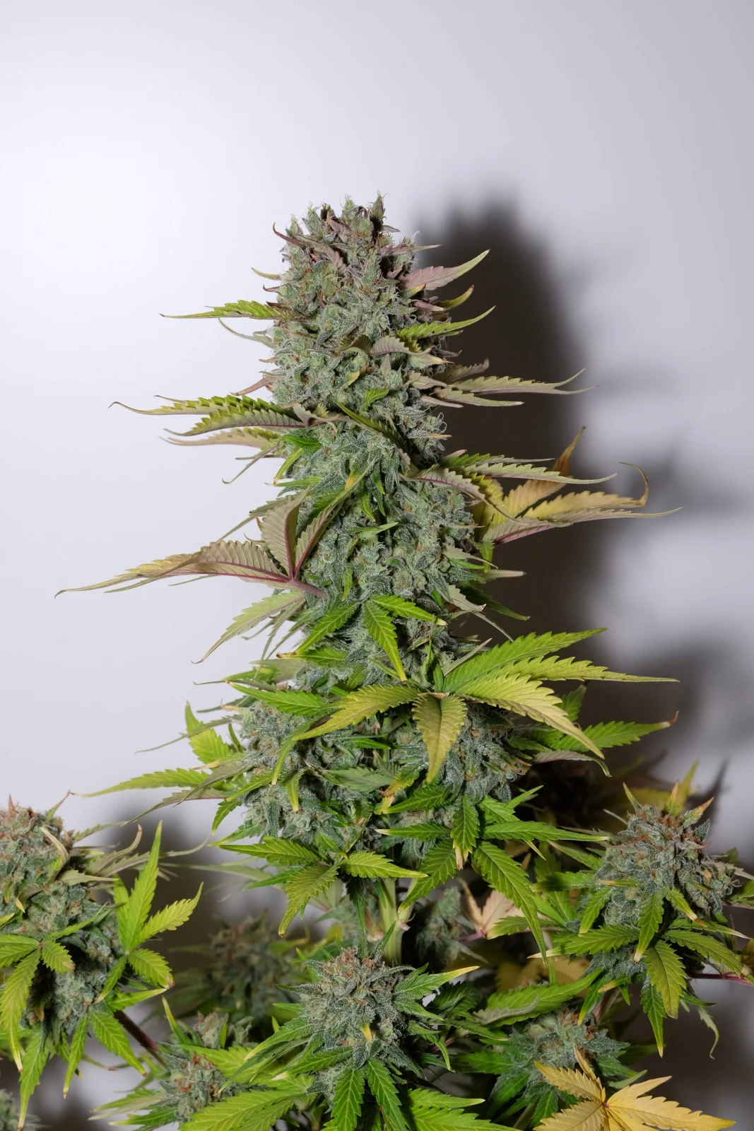 FAST BUDS - G14 Auto (x5) - Imagen 3