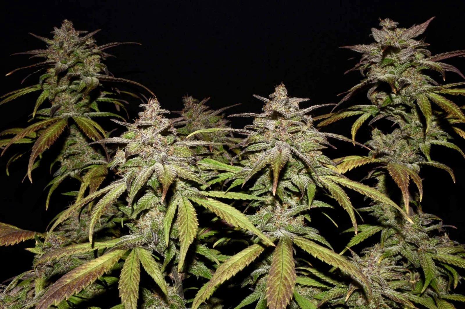 FAST BUDS - Smoothie Auto (x1) - Imagen 3