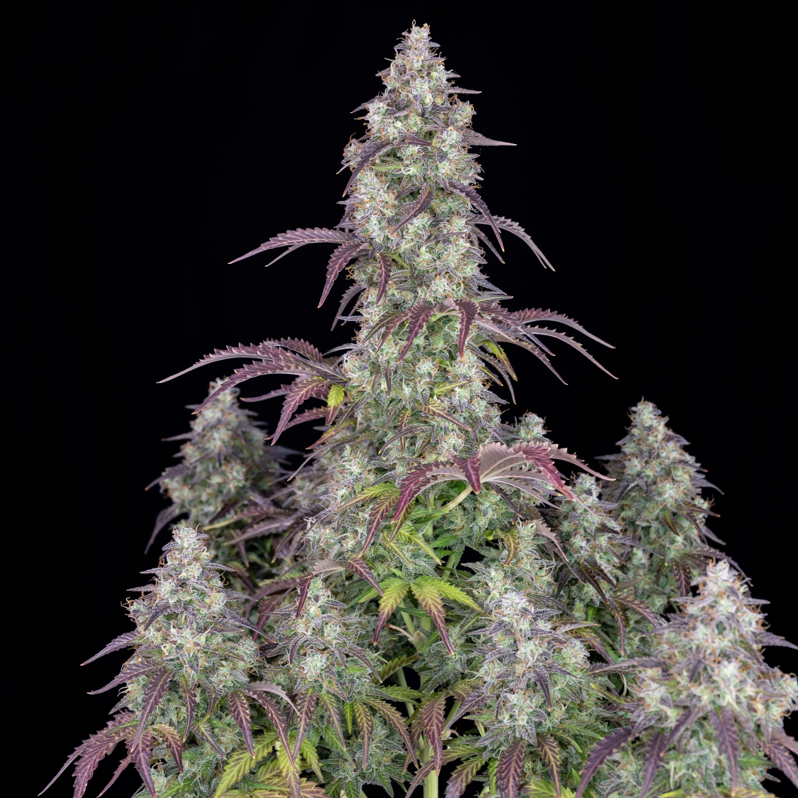 FAST BUDS - Lemon Pie Auto (x1) - Imagen 3