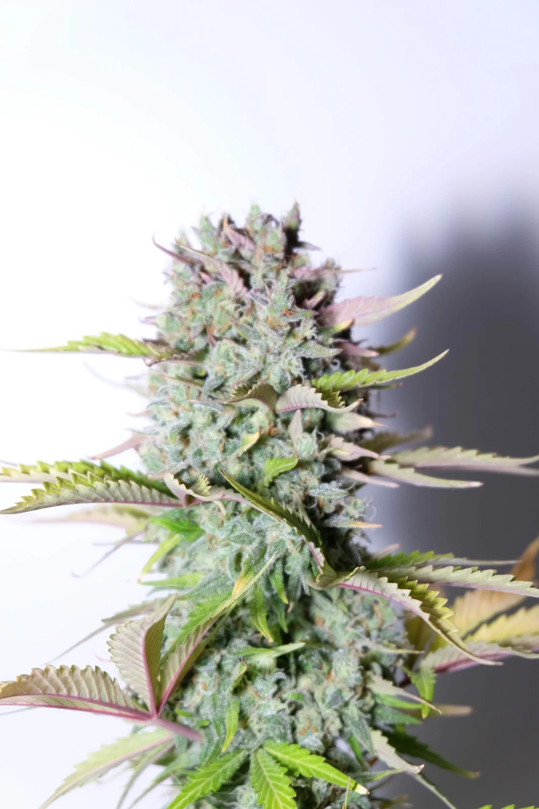 FAST BUDS - G14 Auto (x5) - Imagen 4