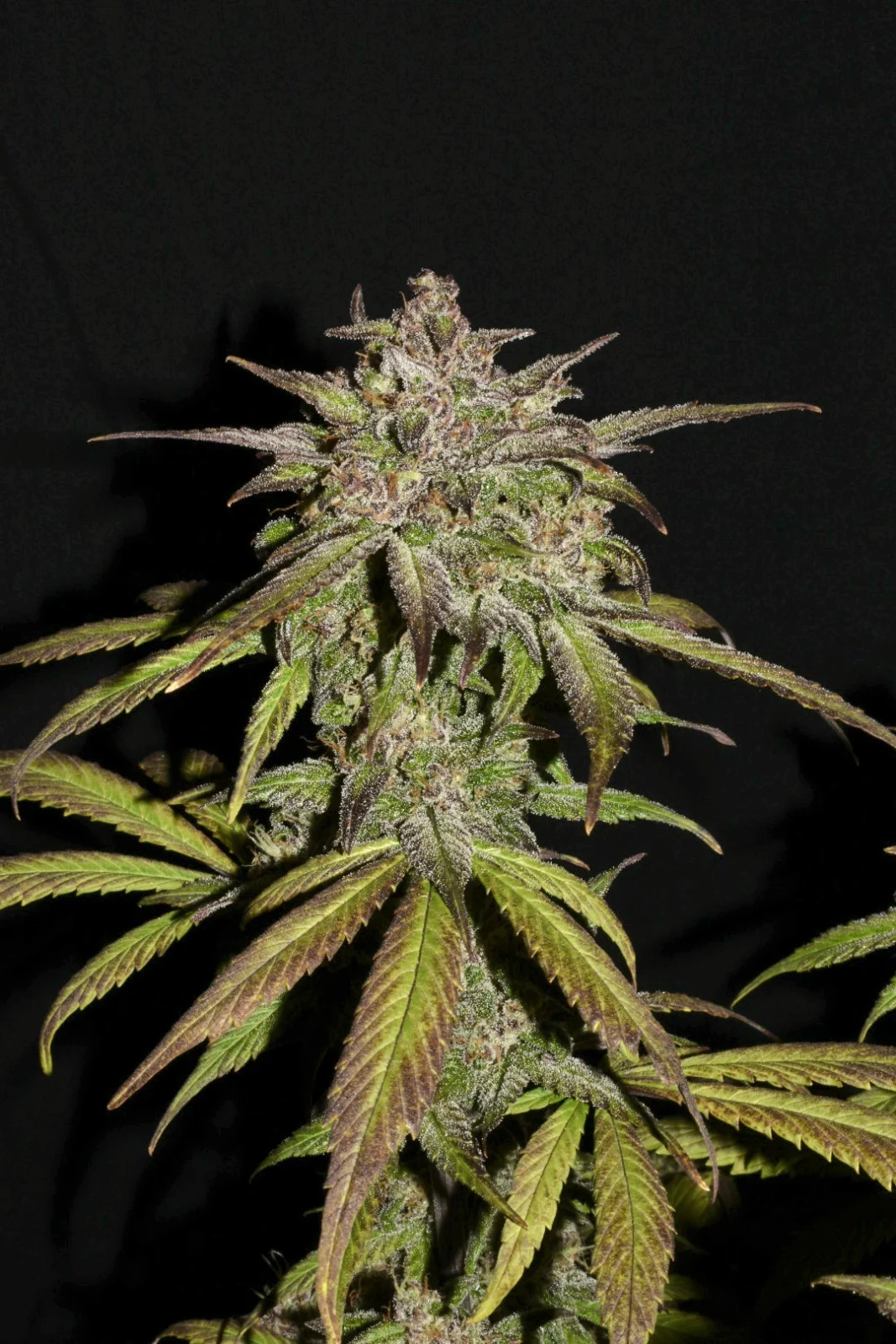 FAST BUDS - Smoothie Auto (x1) - Imagen 4