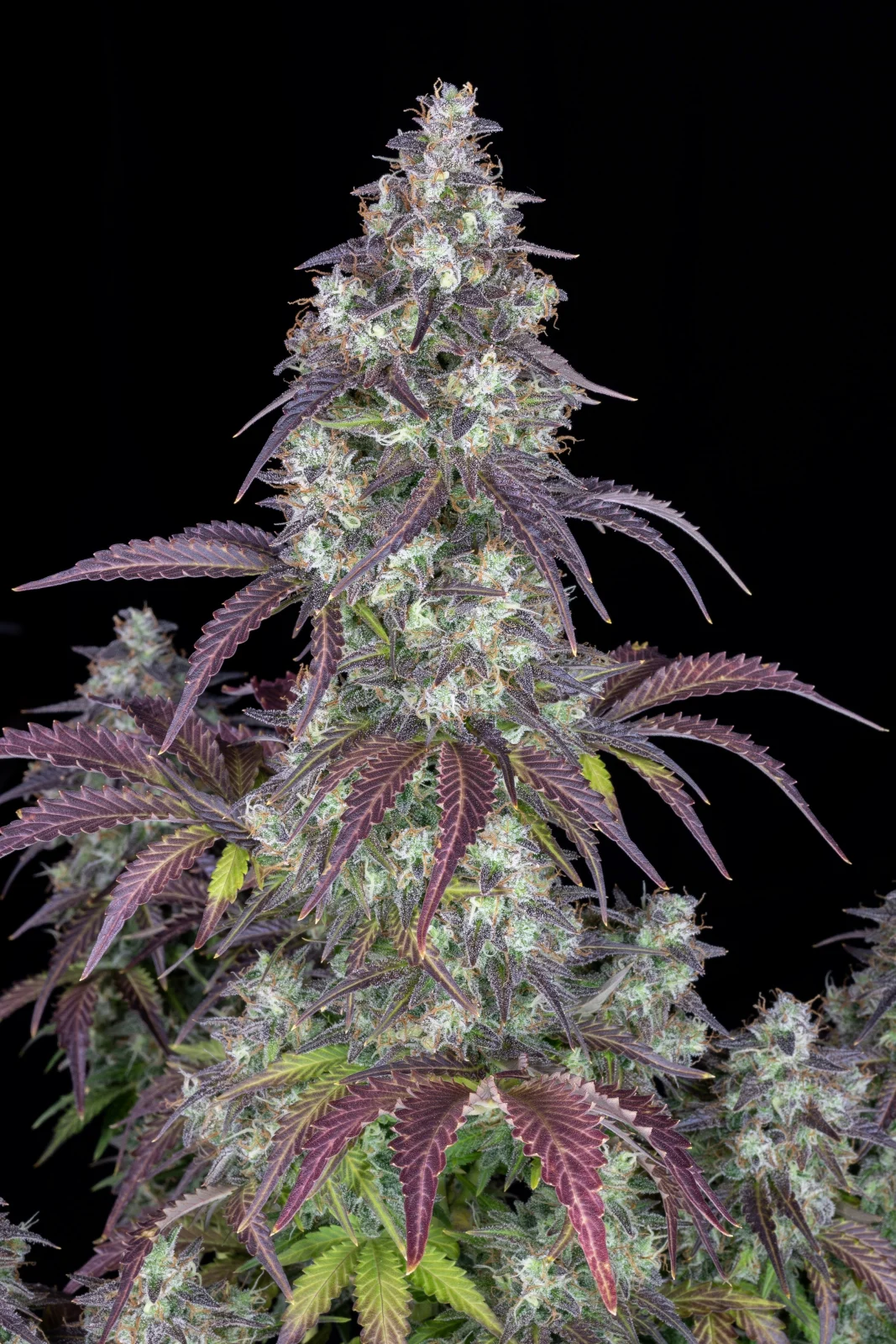 FAST BUDS - Lemon Pie Auto (x1) - Imagen 4
