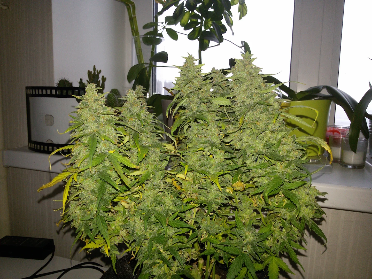FAST BUDS - G14 Auto (x5) - Imagen 5