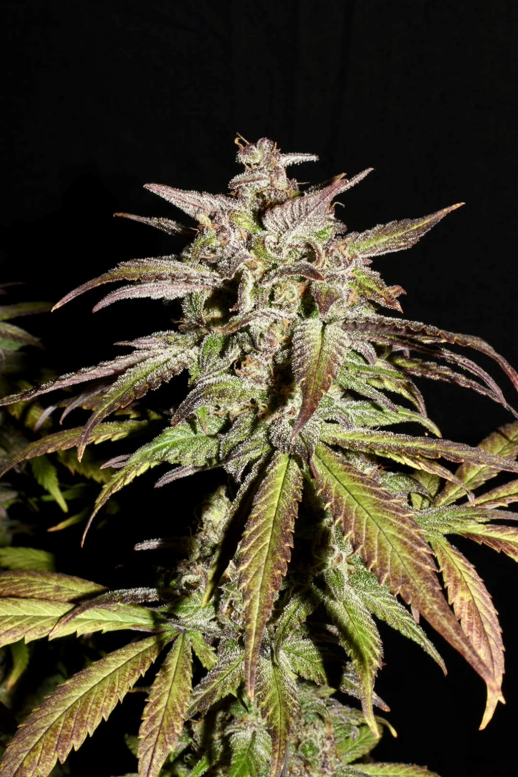 FAST BUDS - Smoothie Auto (x1) - Imagen 5