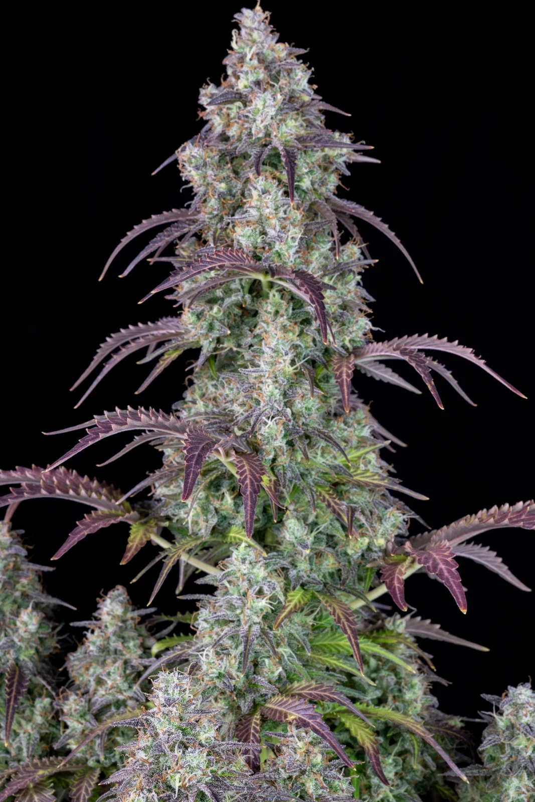 FAST BUDS - Lemon Pie Auto (x1) - Imagen 5