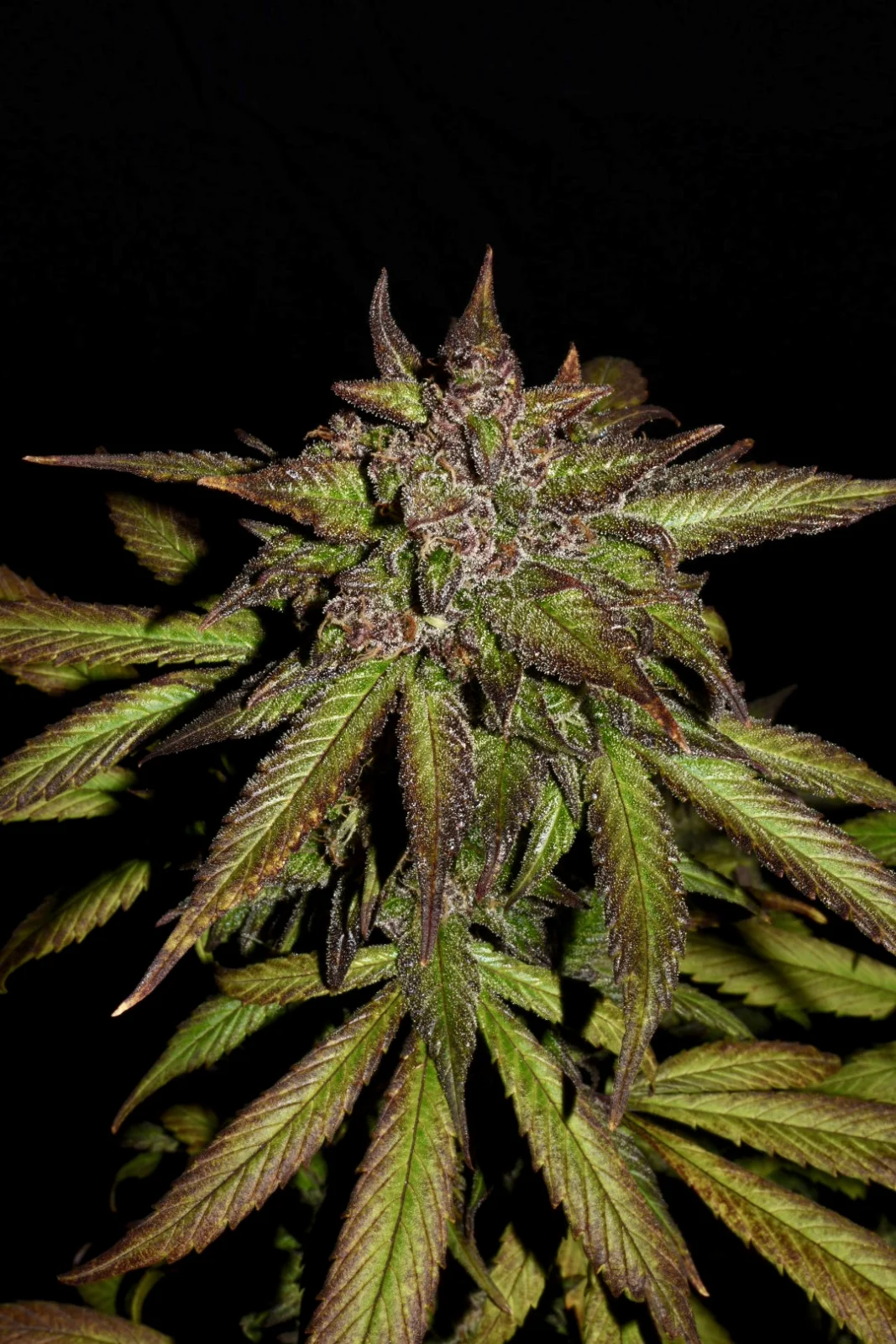 FAST BUDS - Smoothie Auto (x1) - Imagen 6