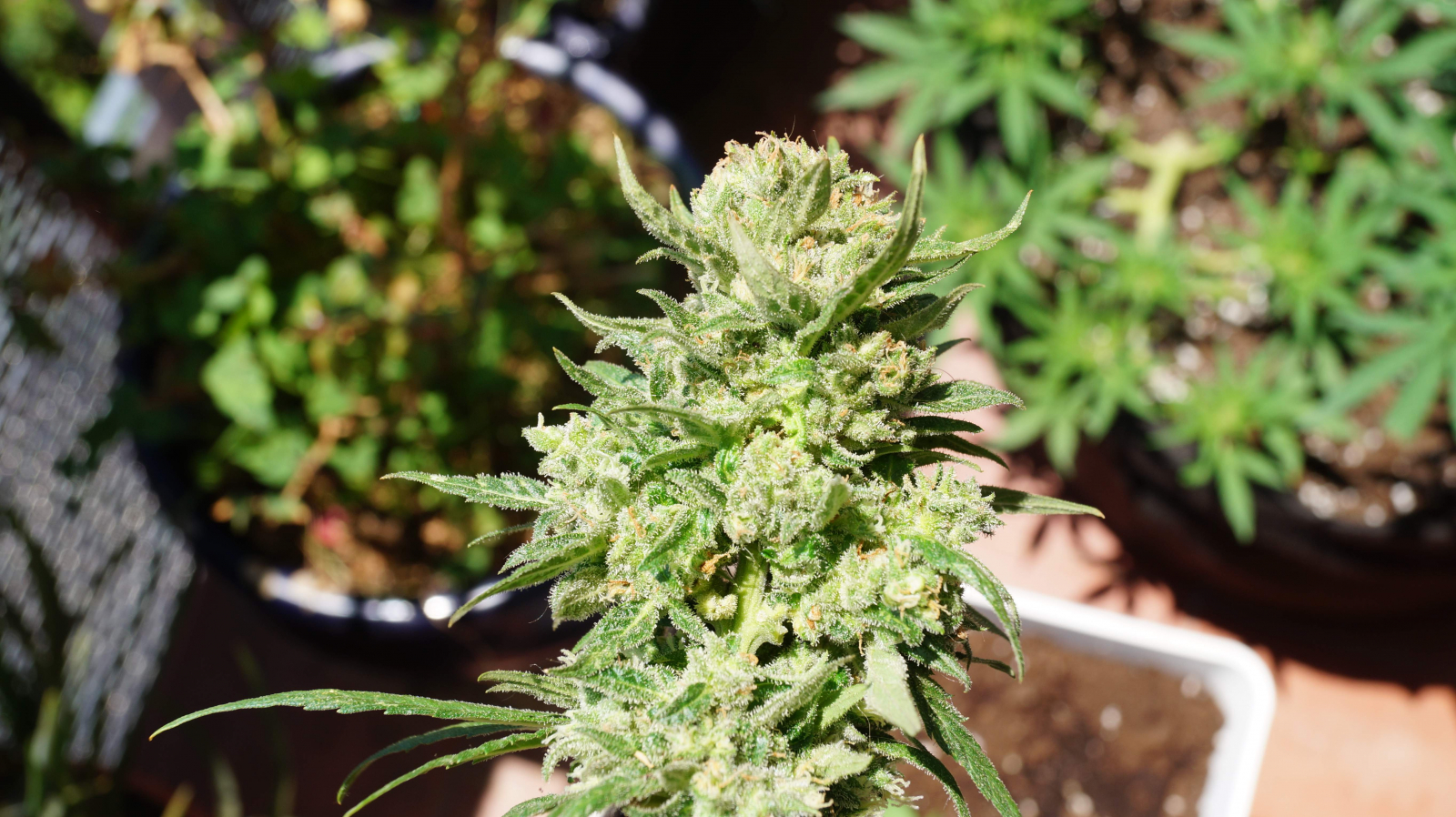 FAST BUDS - G14 Auto (x5) - Imagen 6