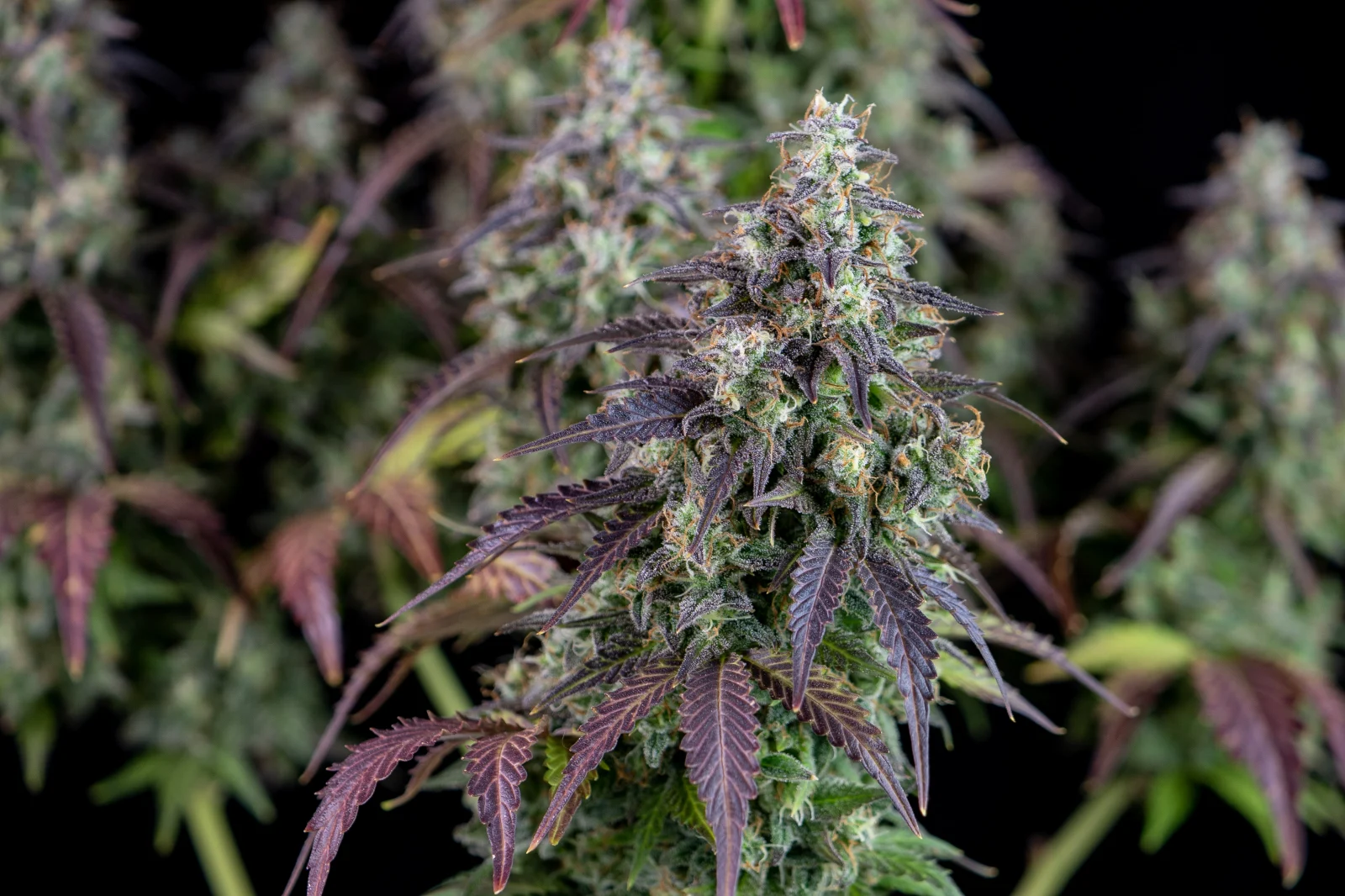 FAST BUDS - Lemon Pie Auto (x1) - Imagen 6
