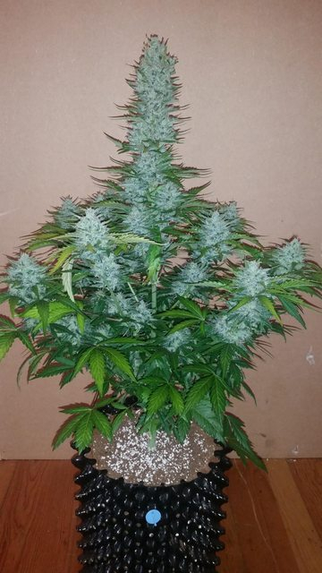 FAST BUDS - G14 Auto (x5) - Imagen 7