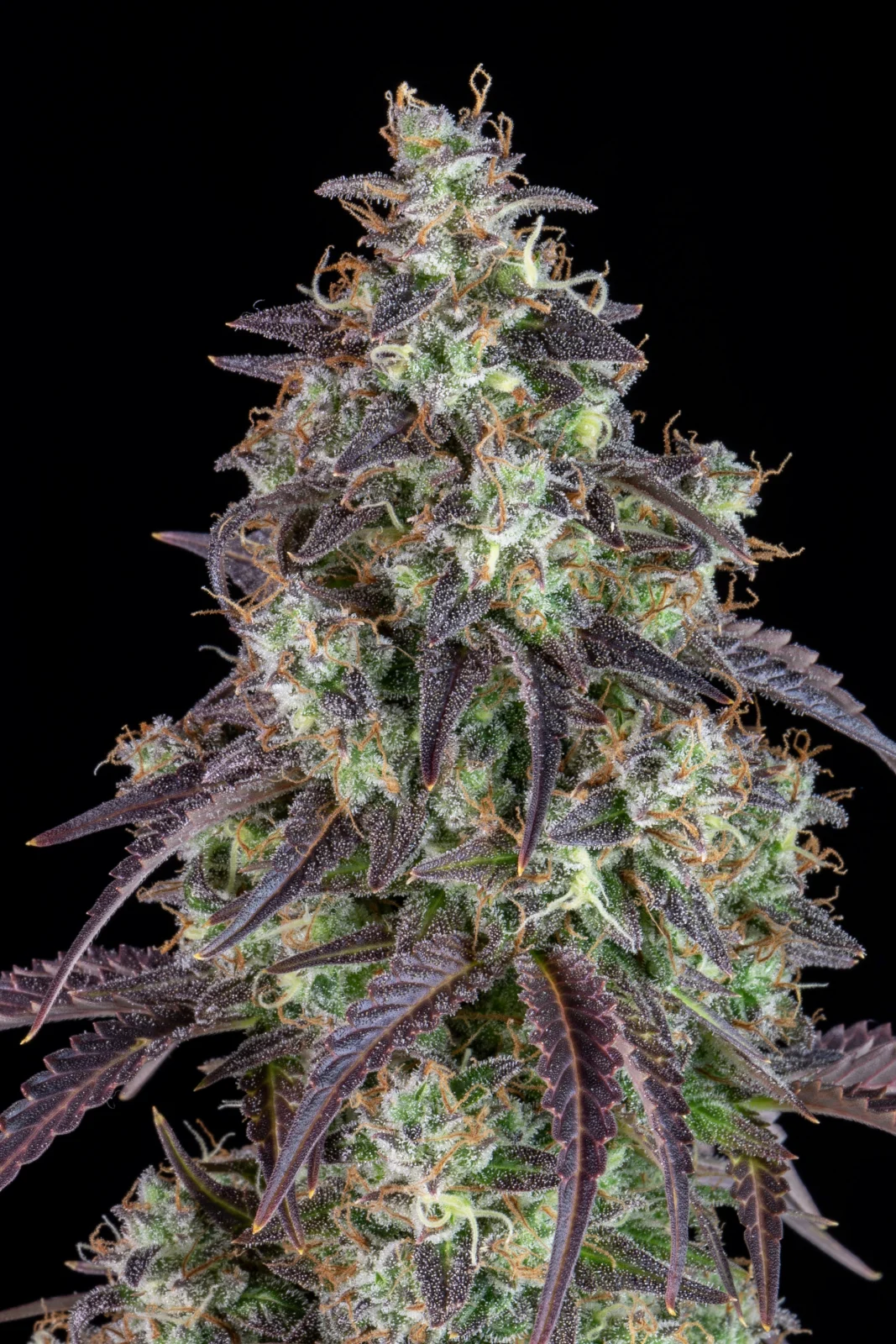 FAST BUDS - Lemon Pie Auto (x1) - Imagen 7