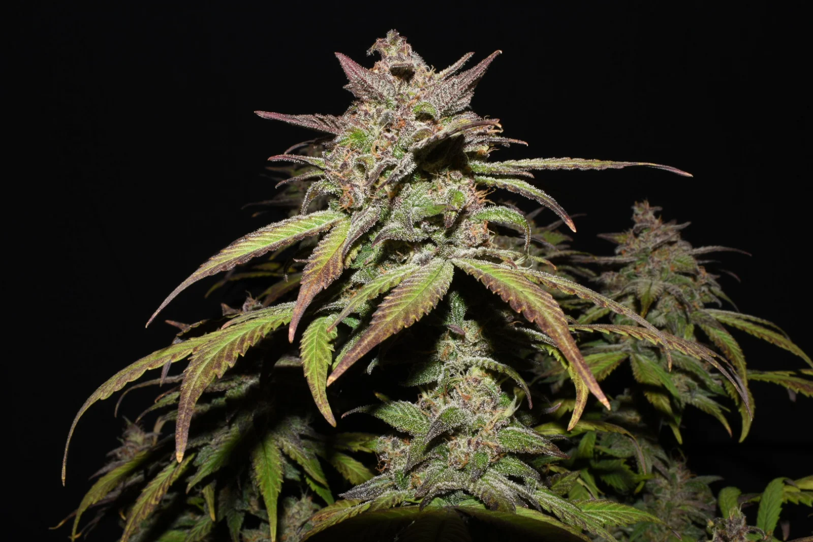 FAST BUDS - Smoothie Auto (x1) - Imagen 8