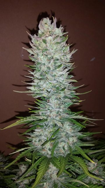 FAST BUDS - G14 Auto (x5) - Imagen 8