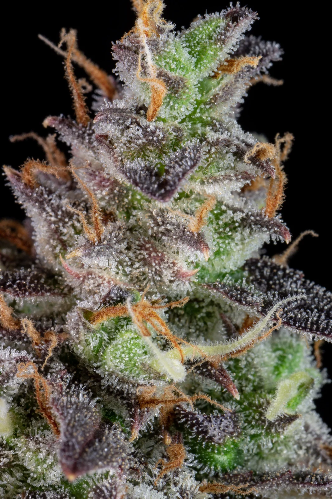 FAST BUDS - Lemon Pie Auto (x1) - Imagen 8