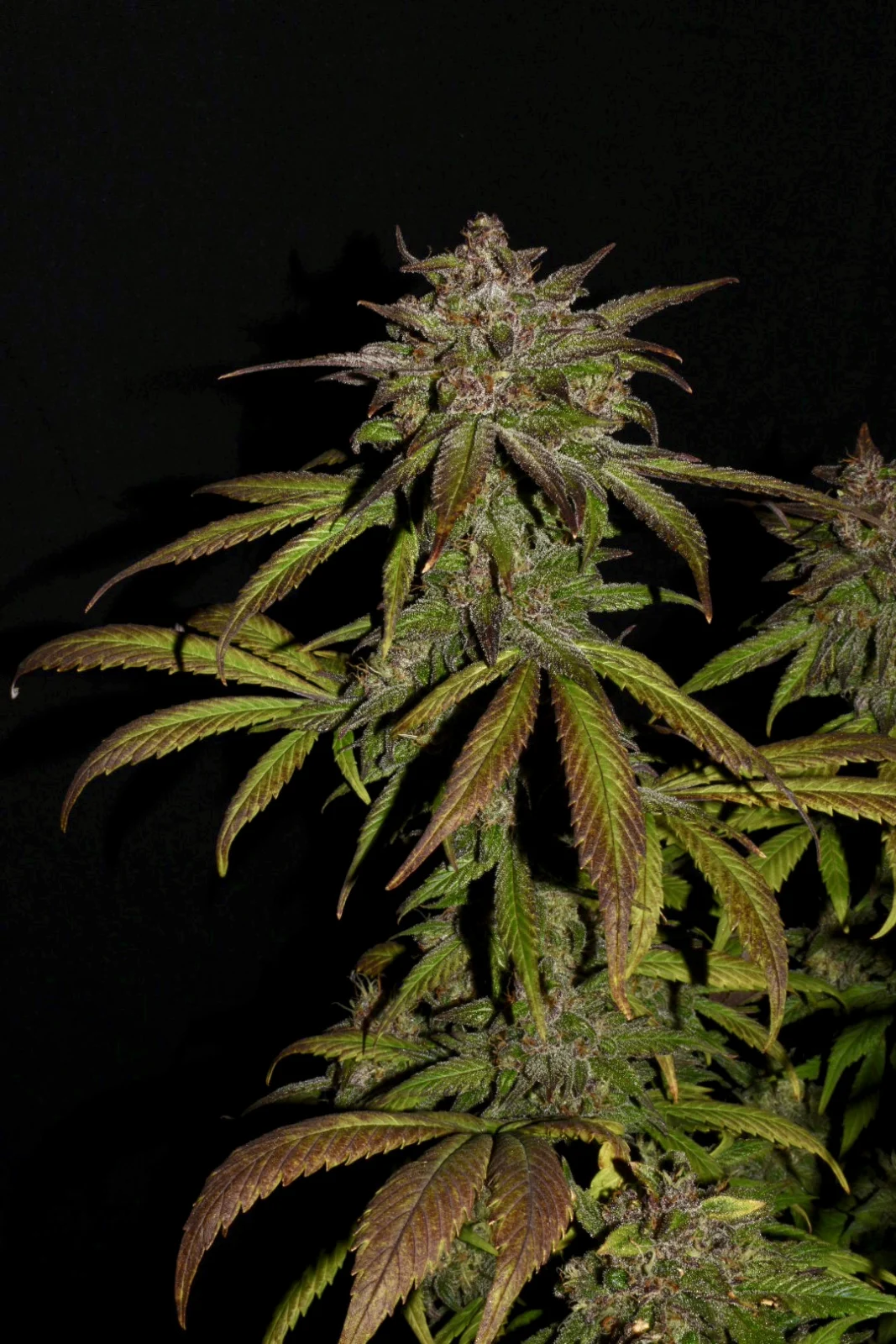 FAST BUDS - Smoothie Auto (x1) - Imagen 9