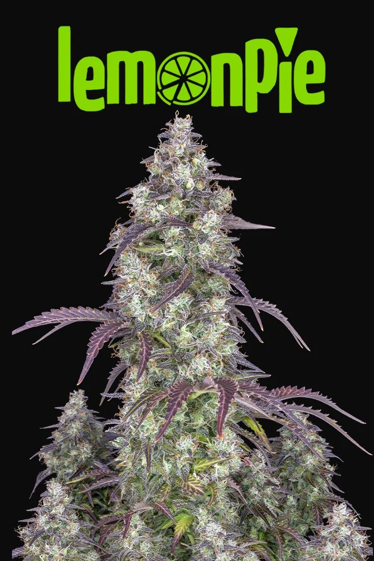 FAST BUDS - Lemon Pie Auto (x1) - Imagen 9