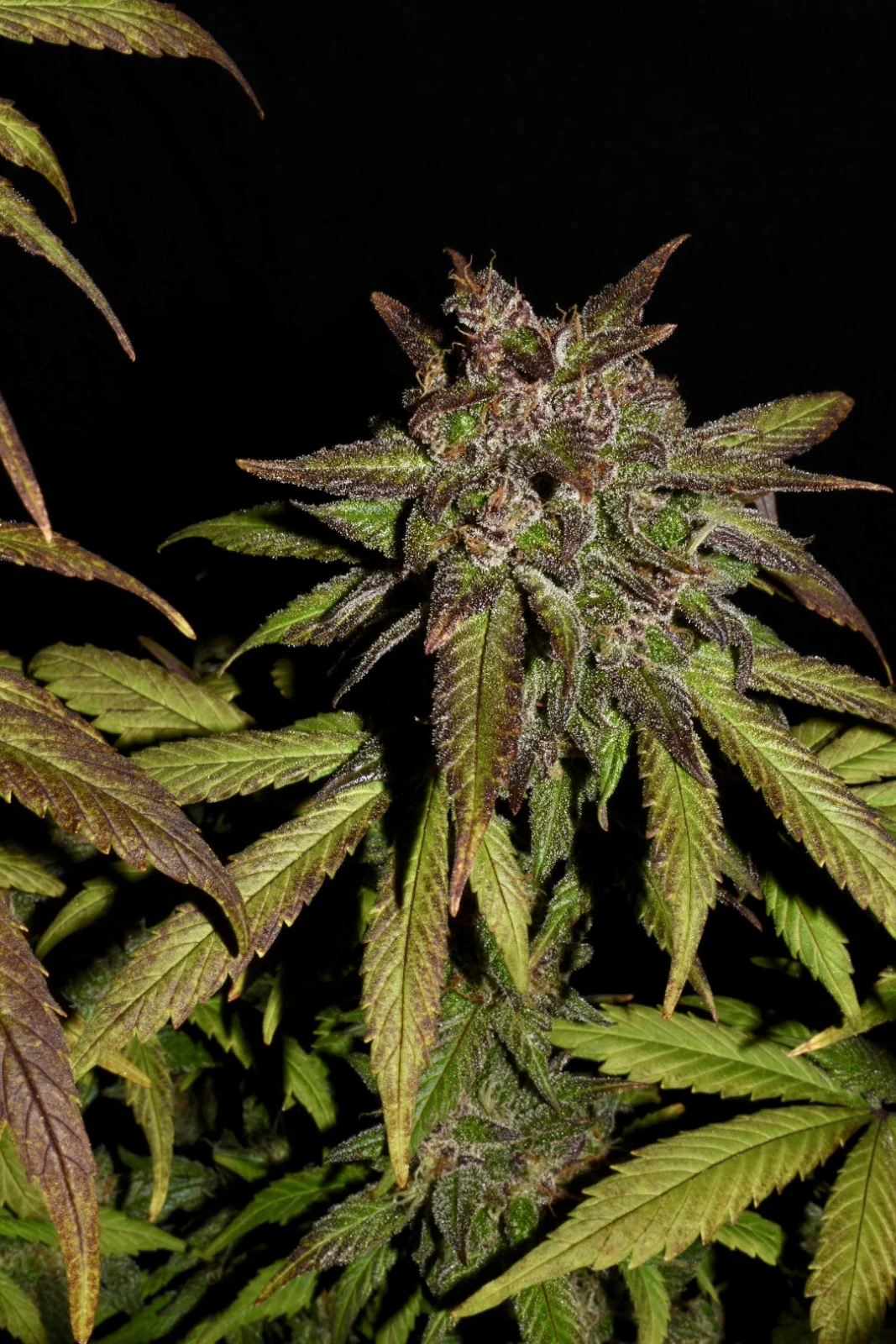 FAST BUDS - Smoothie Auto (x1) - Imagen 10