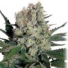 BUDDHA SEEDS - Syrup Auto (x4)