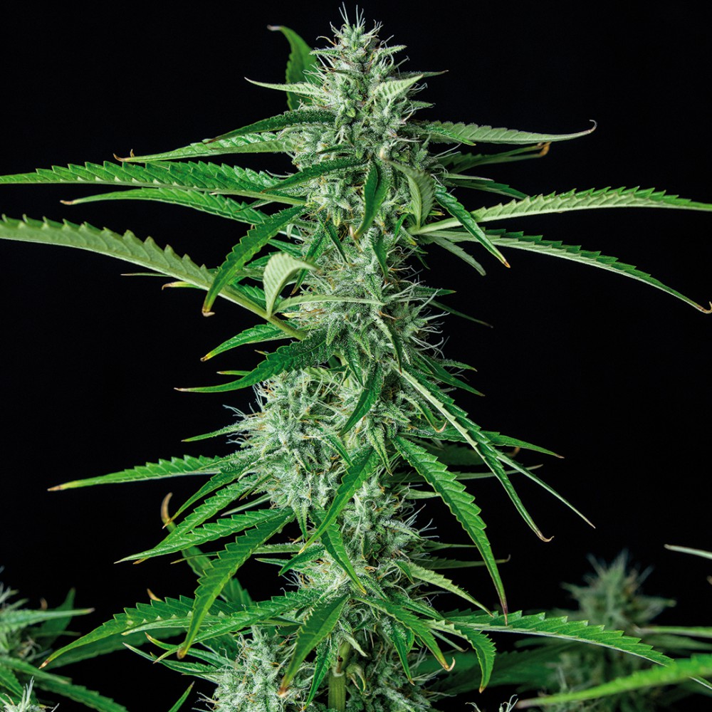 BUDDHA SEEDS - Syrup Auto (x4) - Imagen 2