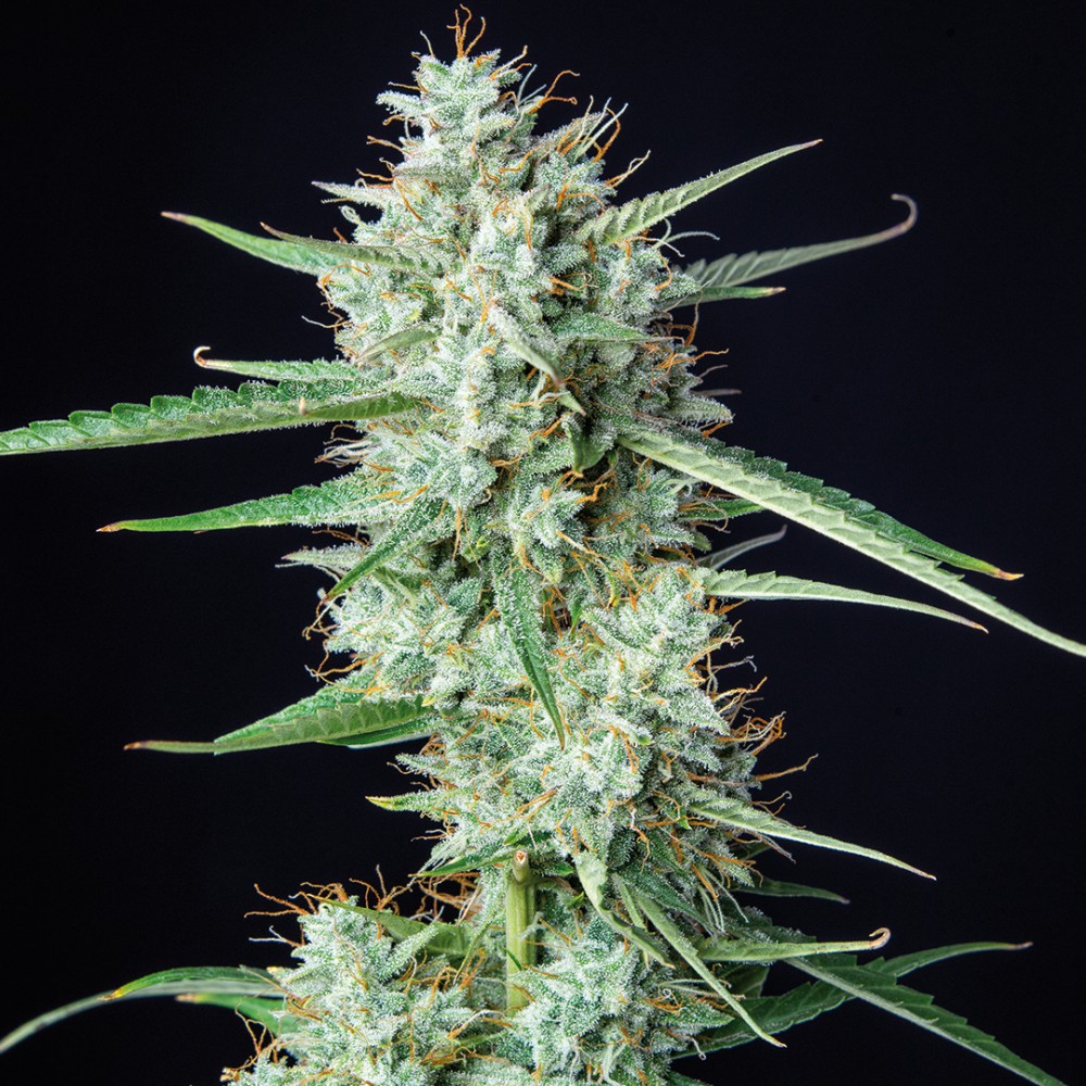 BUDDHA SEEDS - Syrup Auto (x4) - Imagen 3