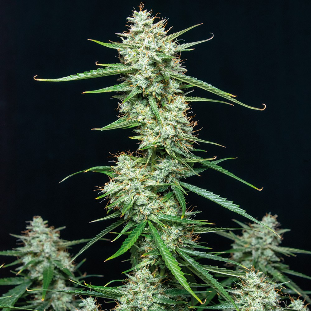 BUDDHA SEEDS - Syrup Auto (x4) - Imagen 4