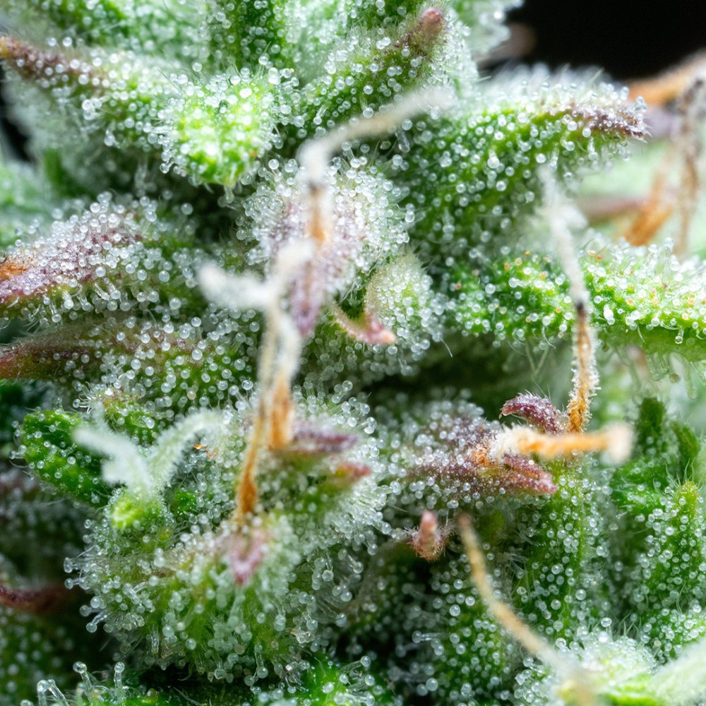 BUDDHA SEEDS - Syrup Auto (x4) - Imagen 5