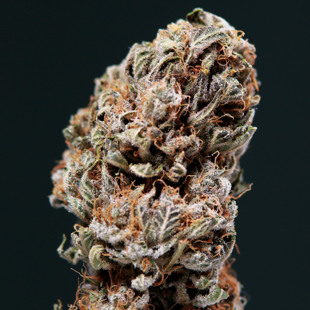 BUDDHA SEEDS - Syrup Auto (x4) - Imagen 6
