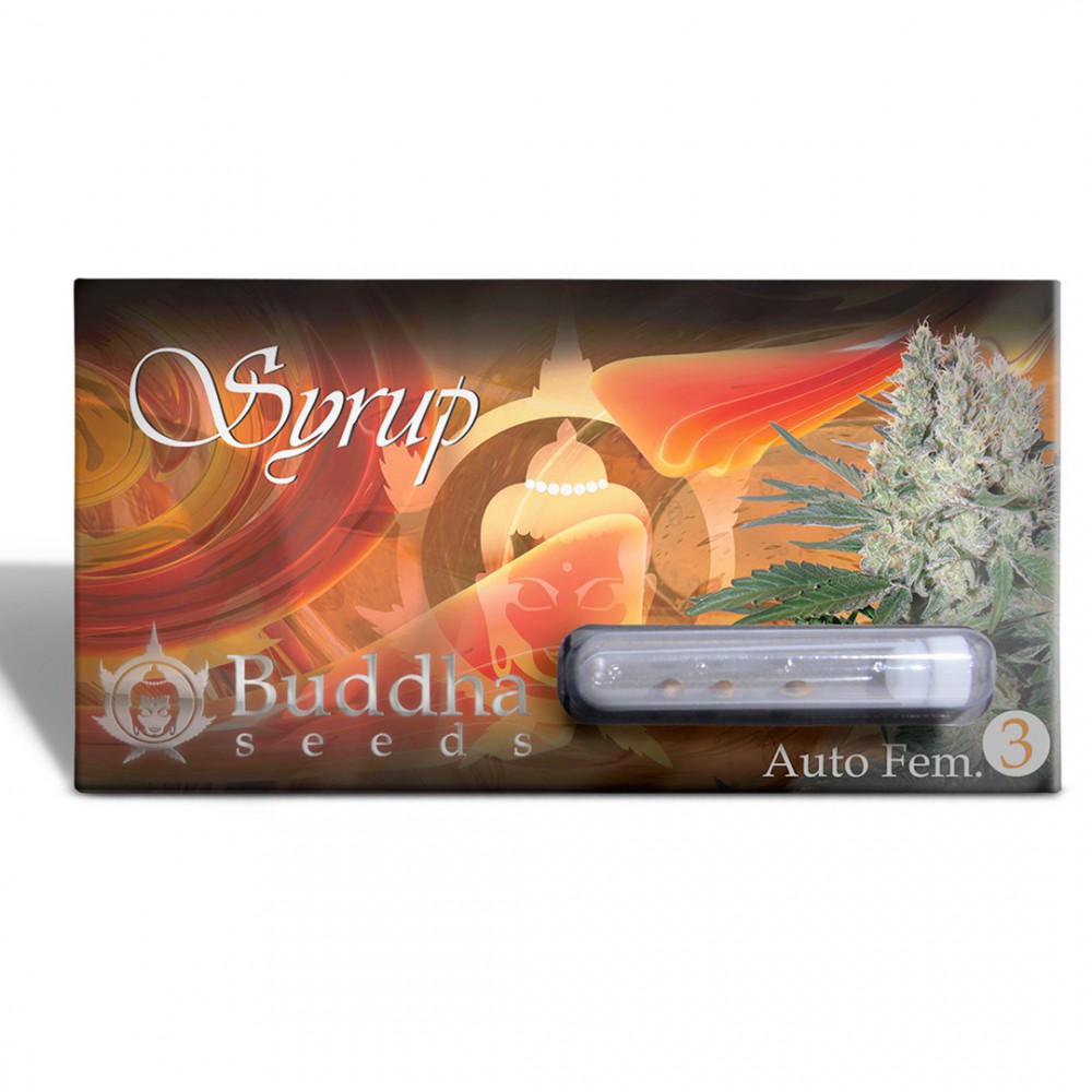 BUDDHA SEEDS - Syrup Auto (x4) - Imagen 7