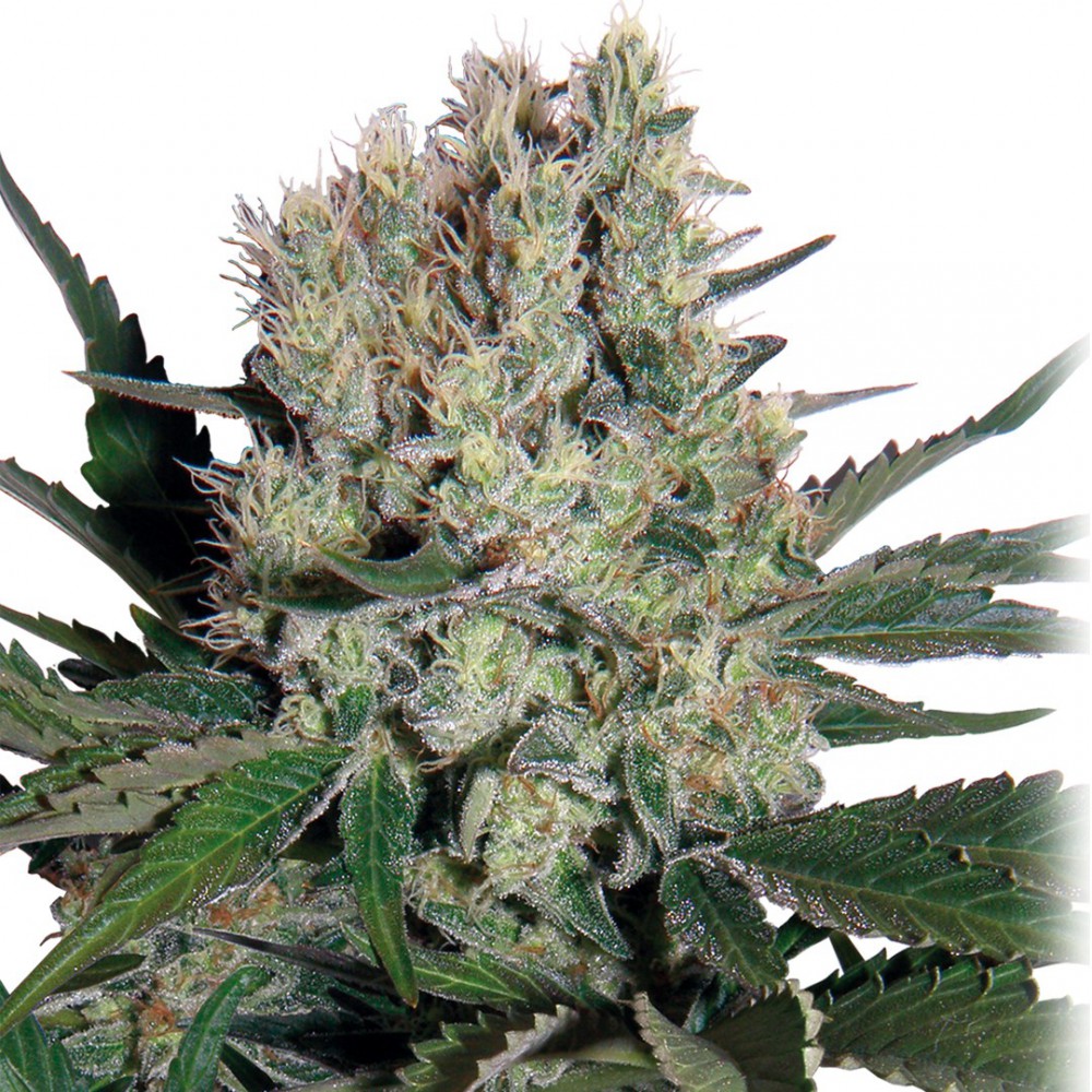 BUDDHA SEEDS - Syrup Auto (x4)