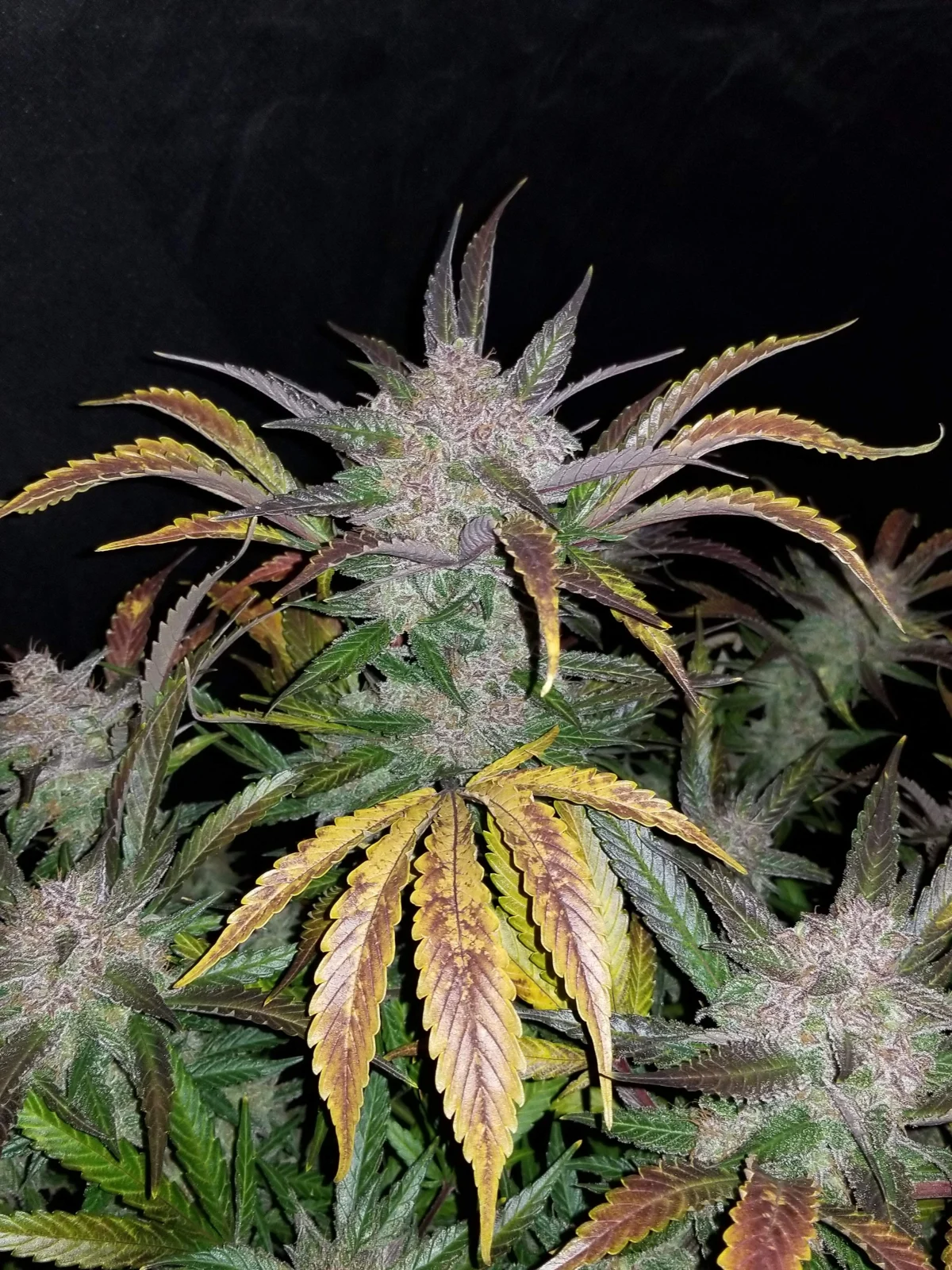 FAST BUDS - Cream Cookies Auto (x8) - Imagen 14